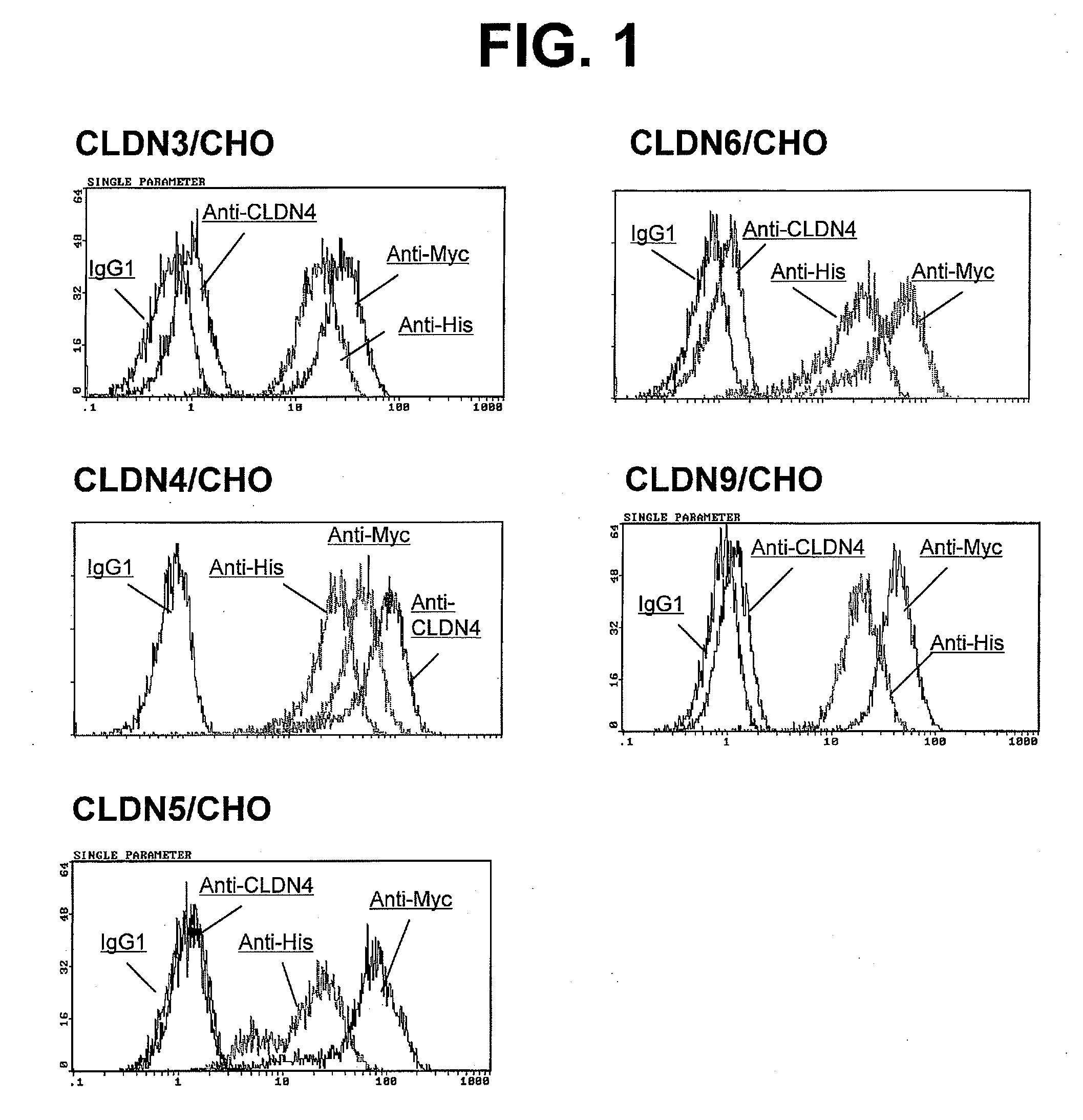 Anti-claudin-4 antibody