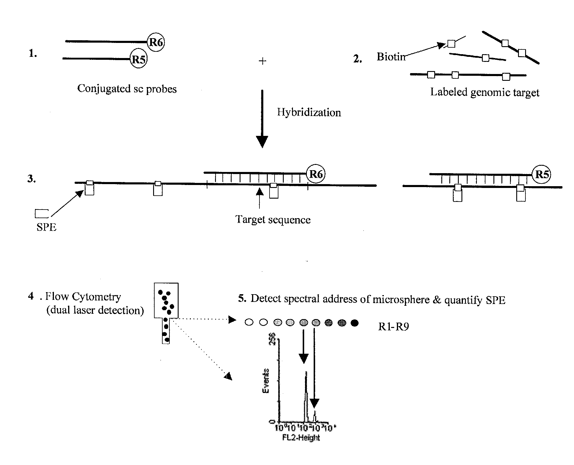 Quantification of microsphere suspension hybridization and uses thereof