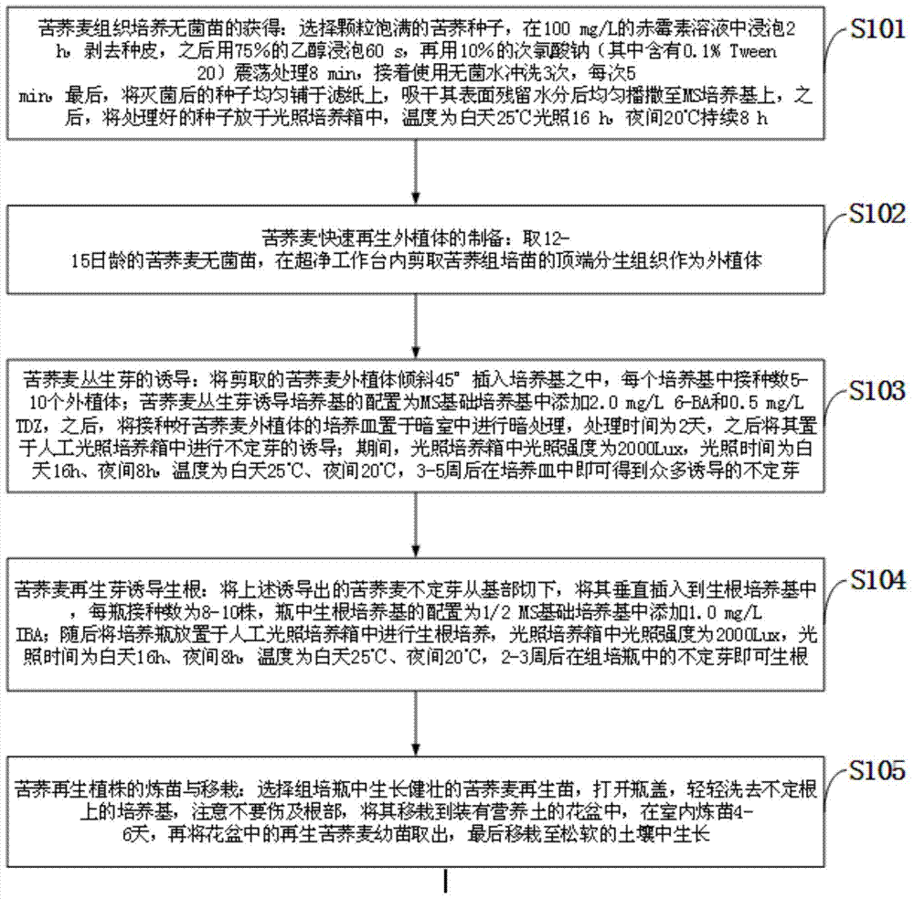 A rapid regeneration tissue culture method of tartary buckwheat