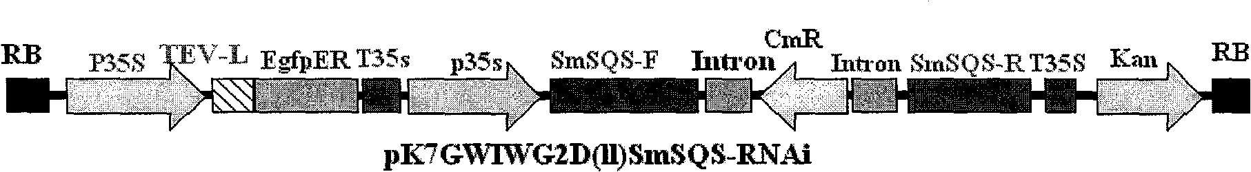 Salvia miltrorrhiza squalene synthase (SmSQS) gene and encoding protein and application thereof