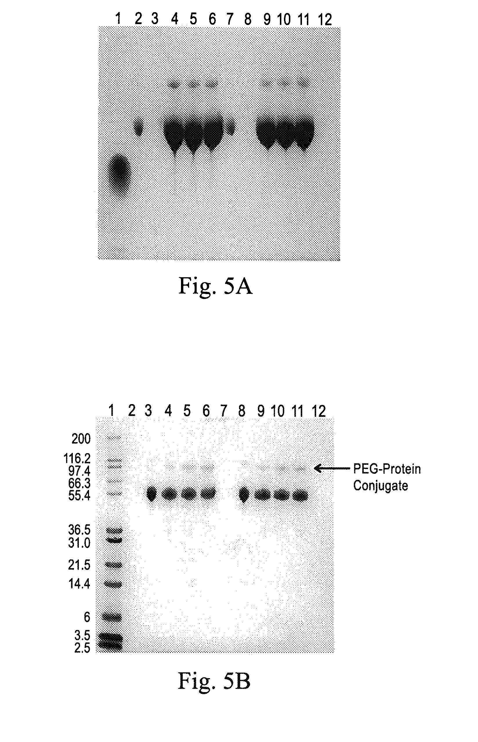 Polymeric alpha-hydroxy aldehyde and ketone reagents and conjugation method