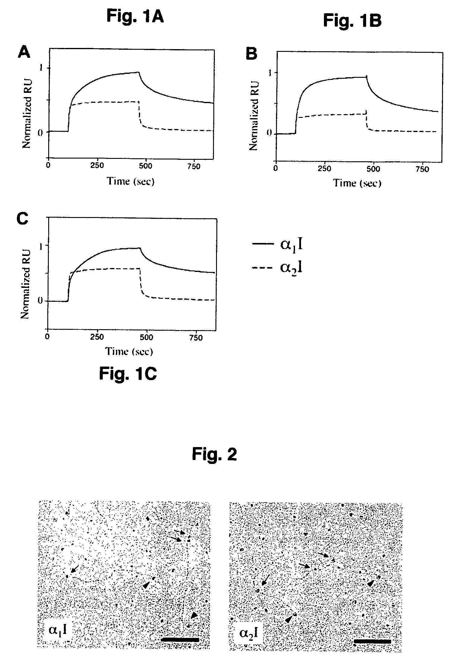 Specific binding sites in collagen for integrins and use thereof