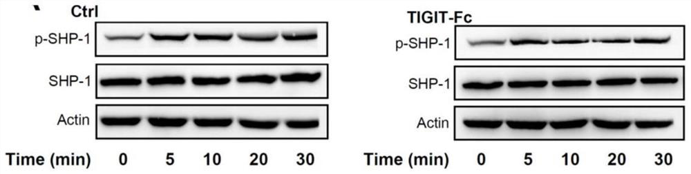 A kind of recombinant fusion protein tigit-fc and its application in anti-graft rejection