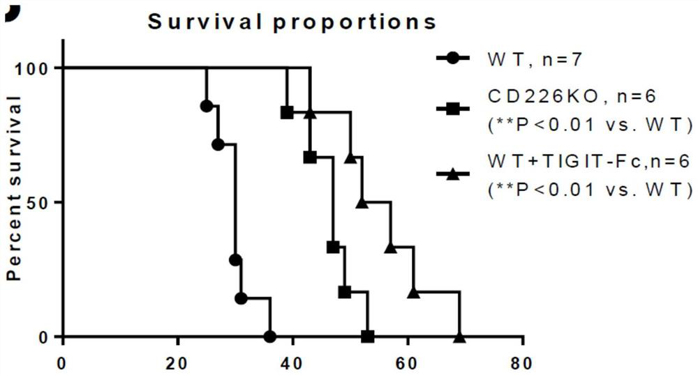 A kind of recombinant fusion protein tigit-fc and its application in anti-graft rejection