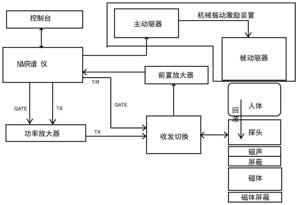 A portable nuclear magnetic resonance organ elasticity non-invasive quantitative detection method