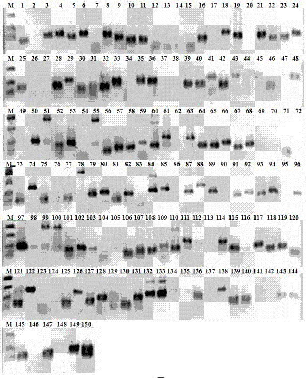 SSR primer group developed on basis of zucchini transcriptome sequence and application of SSR primer group