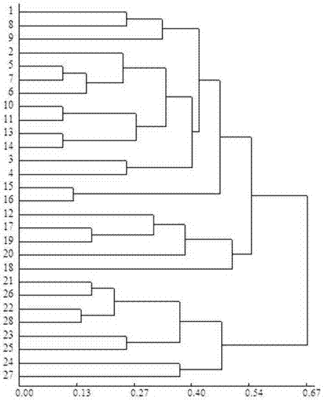 SSR primer group developed on basis of zucchini transcriptome sequence and application of SSR primer group