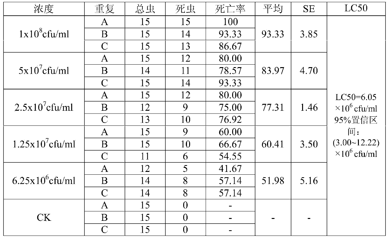 Metarrhizum anisopliae for preventing and treating palm insect rhynchophorus ferrugineus and application thereof