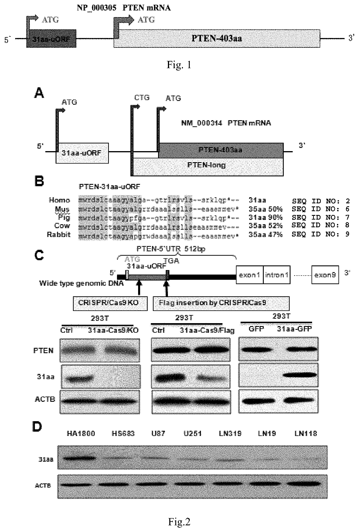 Nucleotide, Polypeptide and Applications Thereof