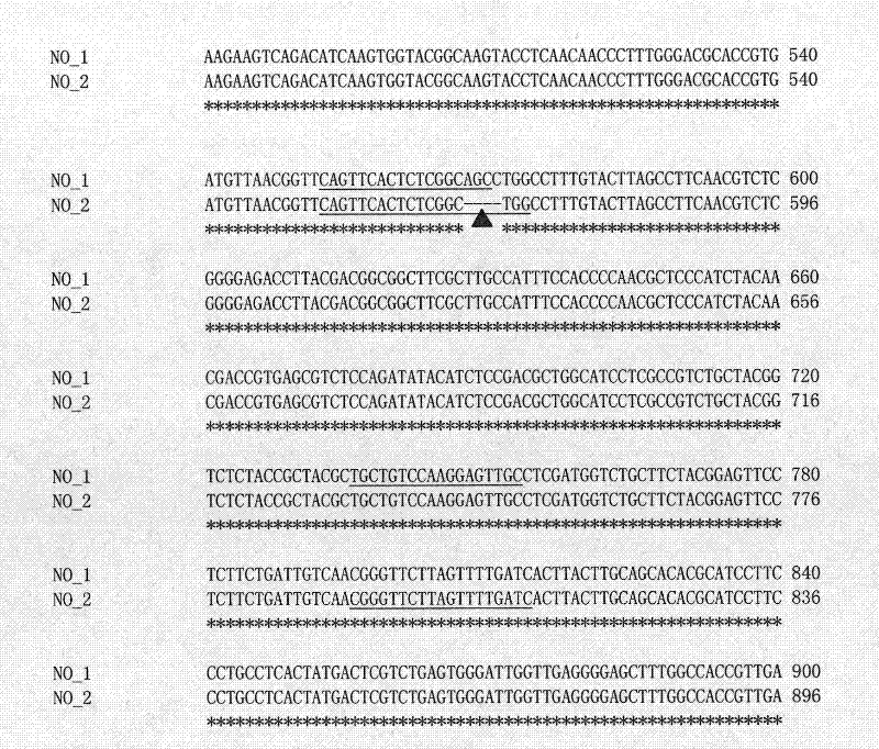 Brassica napus high oleic acid molecular marker and its preparation method and application