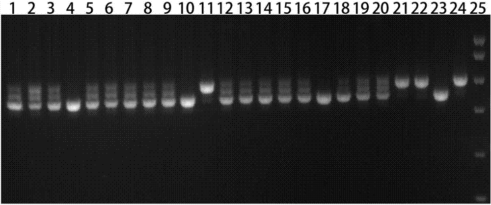 Wheat gene Yr10 molecular marker and application thereof to screening of puccinia striiformis westend.f.sp.tritici-resistant wheat