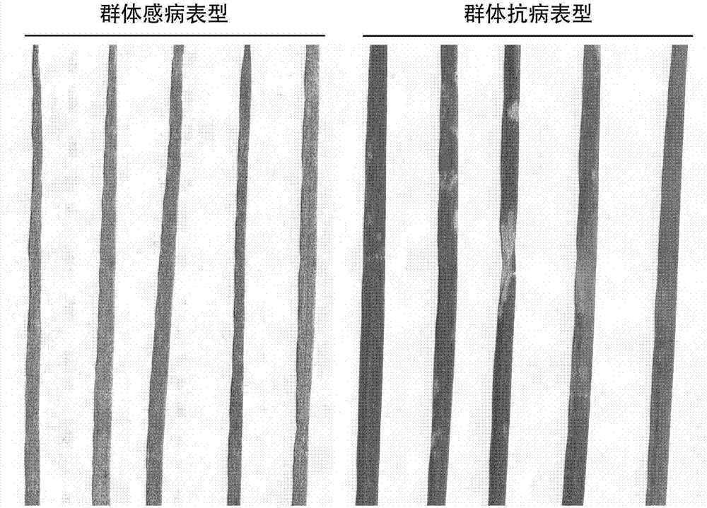 Wheat gene Yr10 molecular marker and application thereof to screening of puccinia striiformis westend.f.sp.tritici-resistant wheat