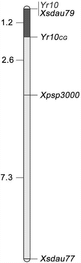 Wheat gene Yr10 molecular marker and application thereof to screening of puccinia striiformis westend.f.sp.tritici-resistant wheat