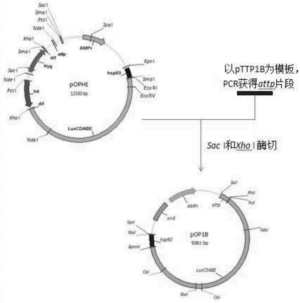 Method of constructing selection-marker-free self-luminescent mycobacterium abscessus and establishment of corresponding in-vitro high-flux medicine-screening model