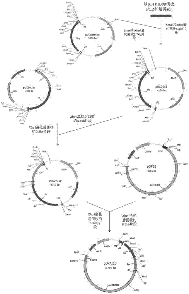 Method of constructing selection-marker-free self-luminescent mycobacterium abscessus and establishment of corresponding in-vitro high-flux medicine-screening model