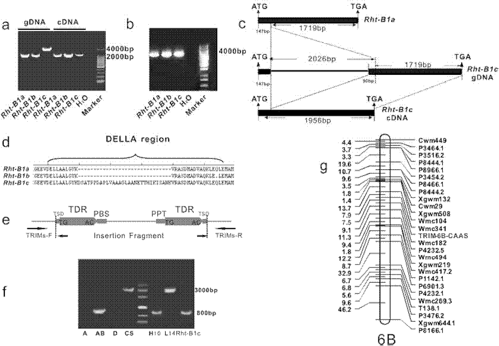 Pleiotropic gene associated protein from wheat, encoding gene thereof and application