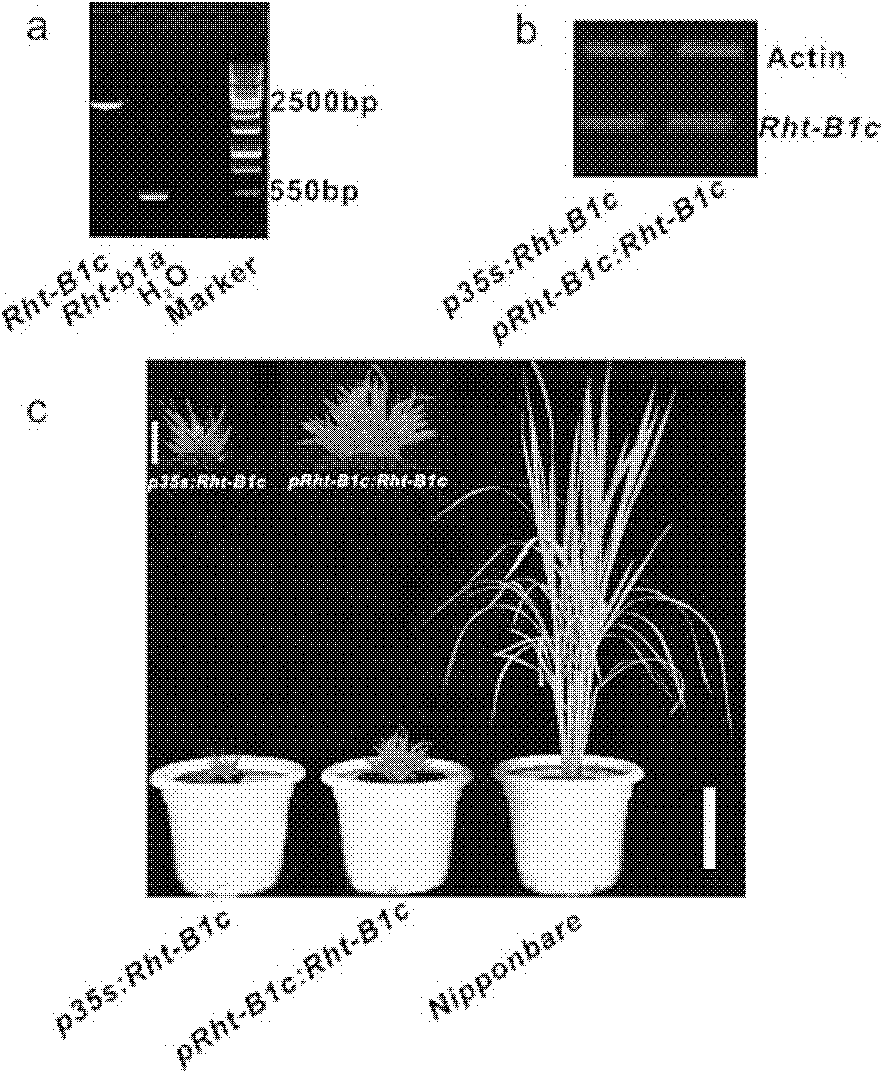 Pleiotropic gene associated protein from wheat, encoding gene thereof and application