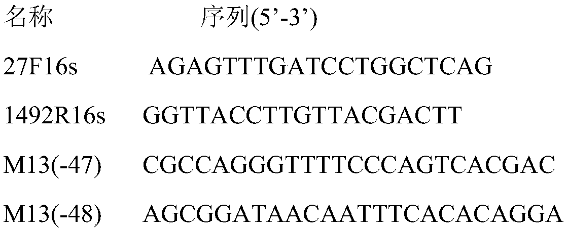 Bacillus thuringiensis capable of producing cellulase and inhibiting vibrio splendidus and using method