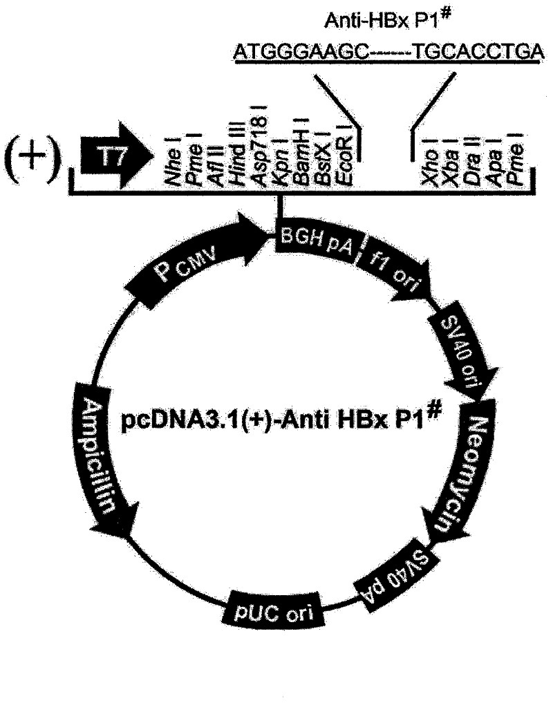 Polypeptide drug against hepatitis B virus X protein (HBx)