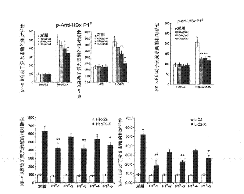 Polypeptide drug against hepatitis B virus X protein (HBx)