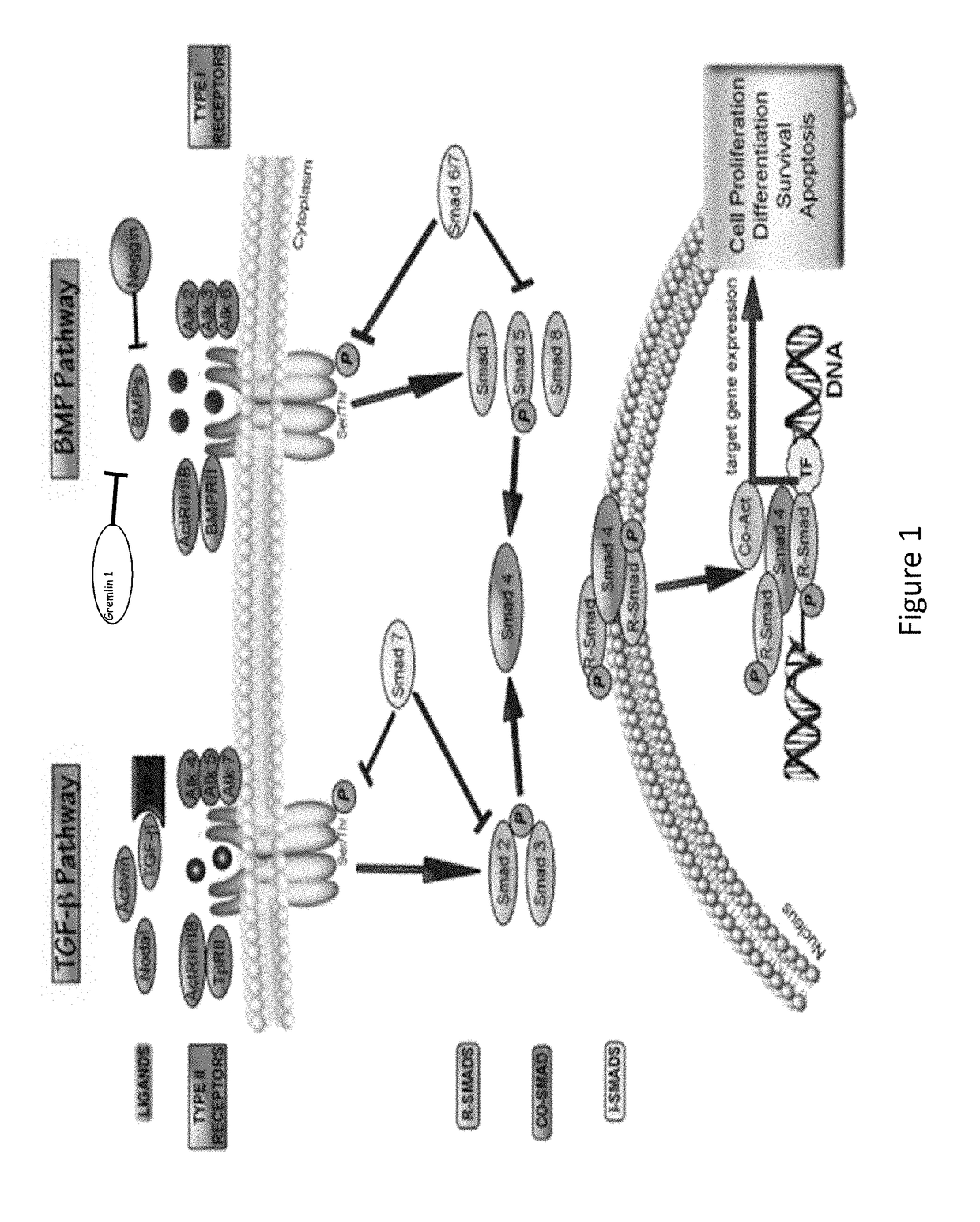 Anti-activin a antibodies and methods of use thereof for treating pulmonary arterial hypertension