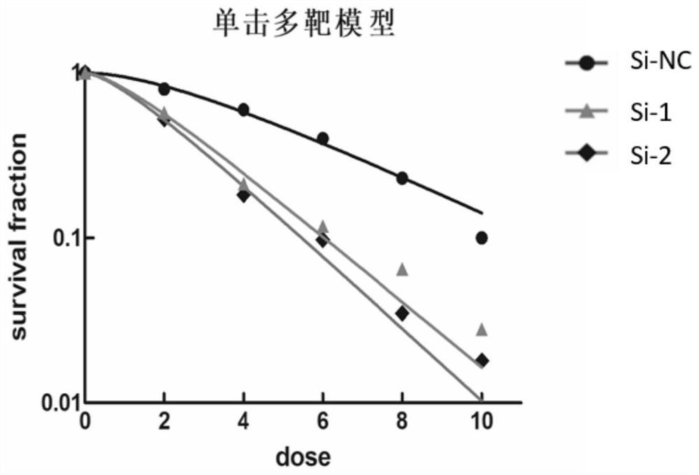 Interference RNA for inhibiting AFAP1-AS1 expression and application of interference RNA in increasing breast cancer radiotherapy sensitivity