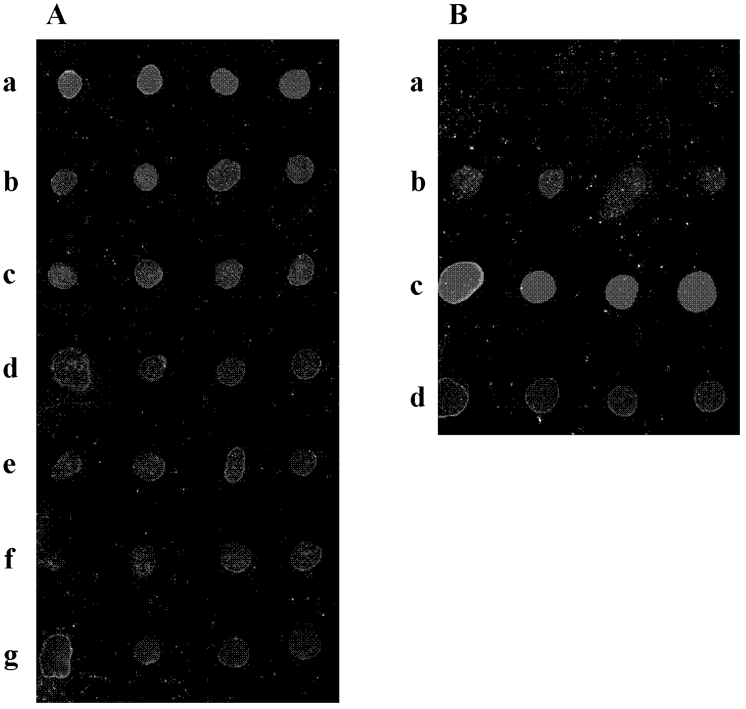 Preparation method of low-fluorescent-background assembled gold magnetic composite nanometer particles and application thereof