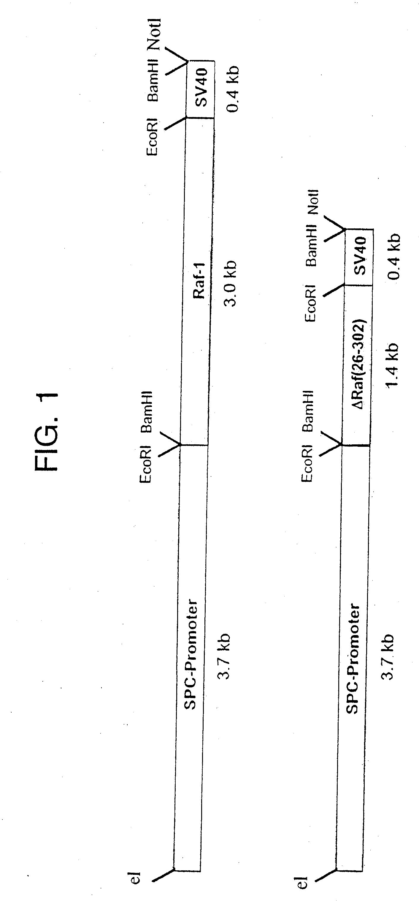 TRANSGENIC NON-HUMAN MAMMAL WITH AN ONCOGENIC MUTANT OF THE c-Raf GENE 1