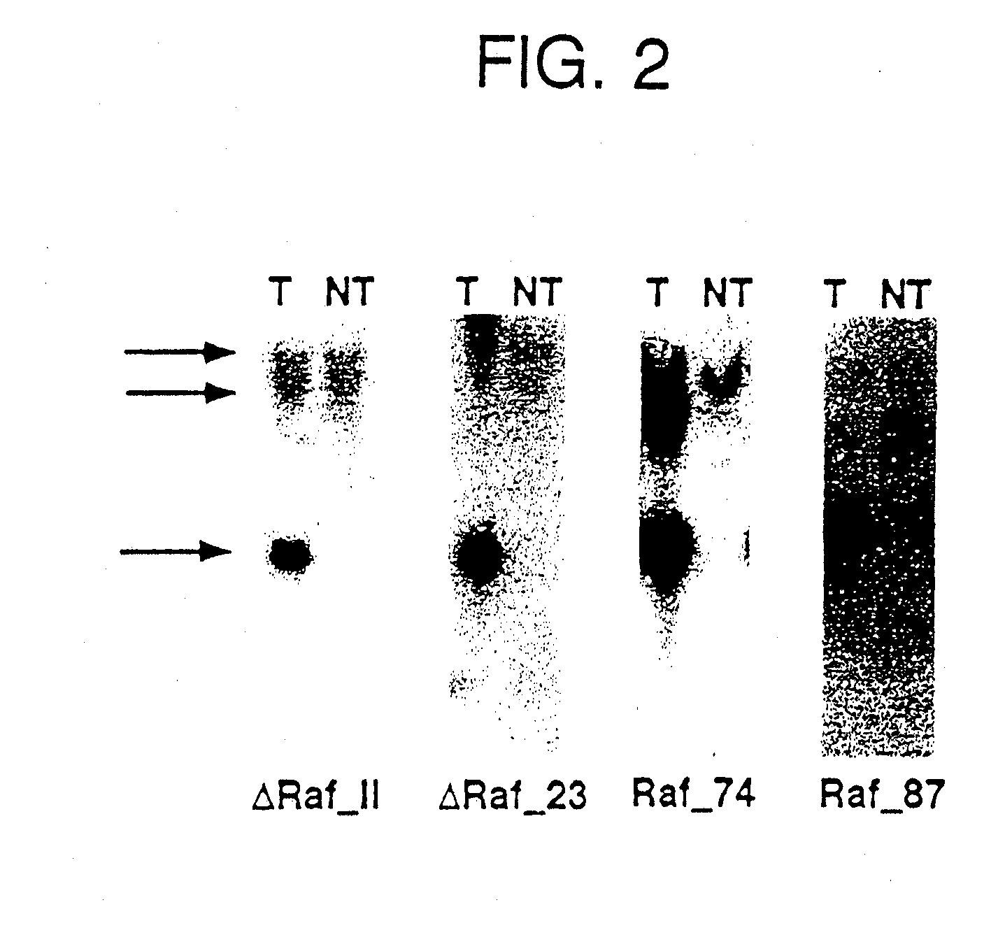 TRANSGENIC NON-HUMAN MAMMAL WITH AN ONCOGENIC MUTANT OF THE c-Raf GENE 1