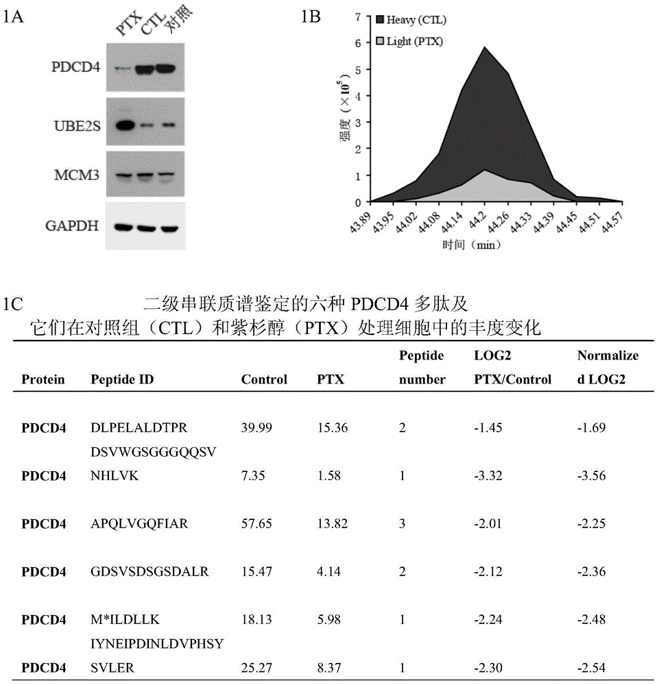 Application of anti-PDCD4 (Programmed Cell Death 4) antibody in preparation of detection reagent for predicting personalized medicine sensitivity of paclitaxel or derivative drug of paclitaxel