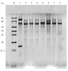 Characteristic protein for identifying Chinese date honey flower source