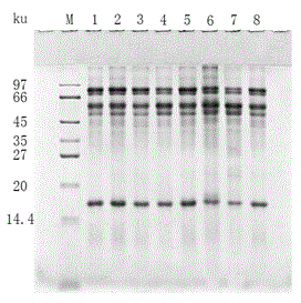 Characteristic protein for identifying Chinese date honey flower source