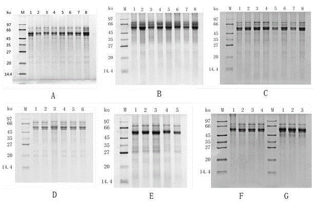 Characteristic protein for identifying Chinese date honey flower source