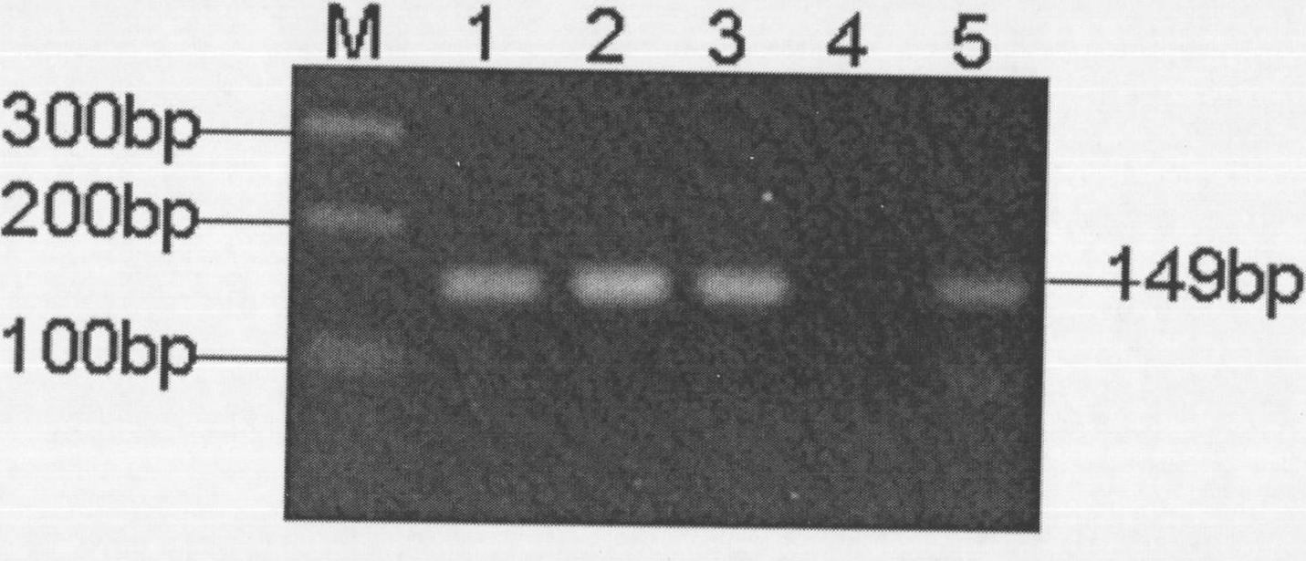 Method for authenticating copy number of target genes in transgenic animal