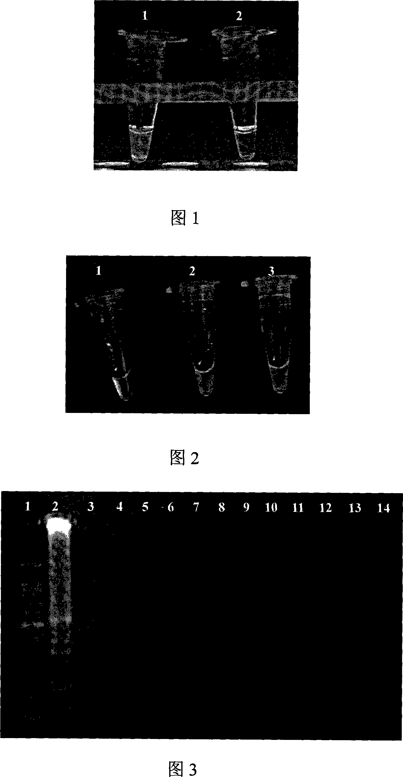 Primer, detection method and detection reagent kit for detecting cholera vibrio