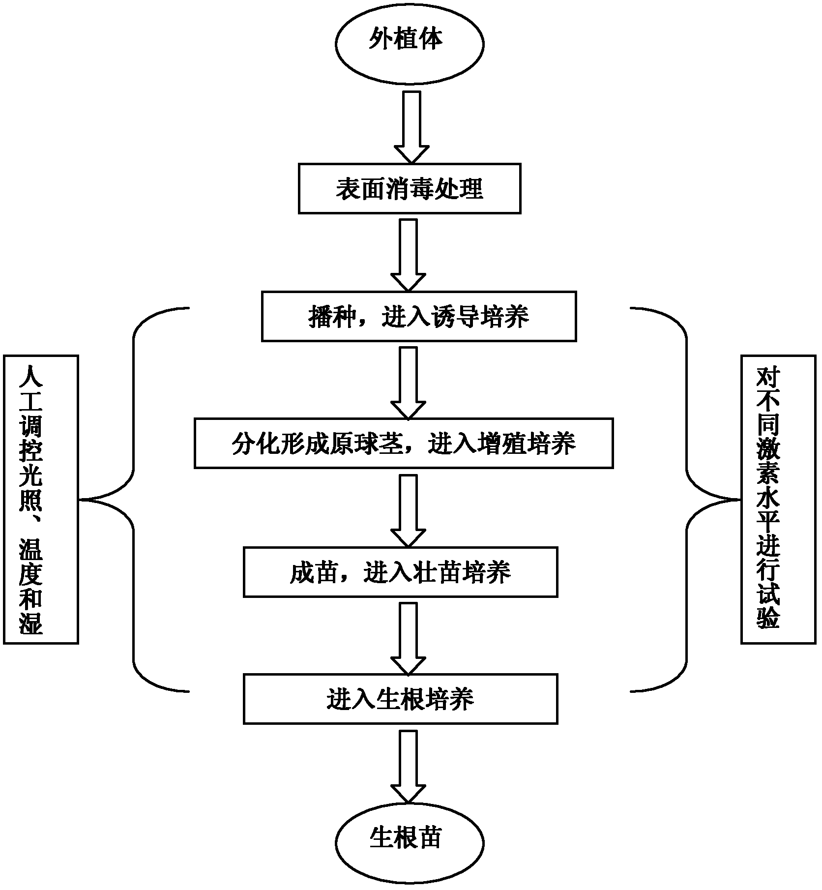 Tissue culture method for Cymbidium floribundum