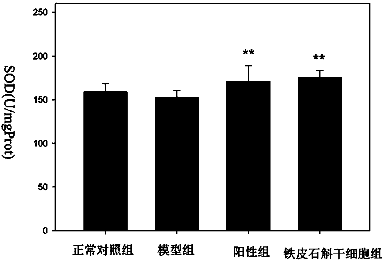 Dendrobium officinale stem cell and isolated culture method thereof