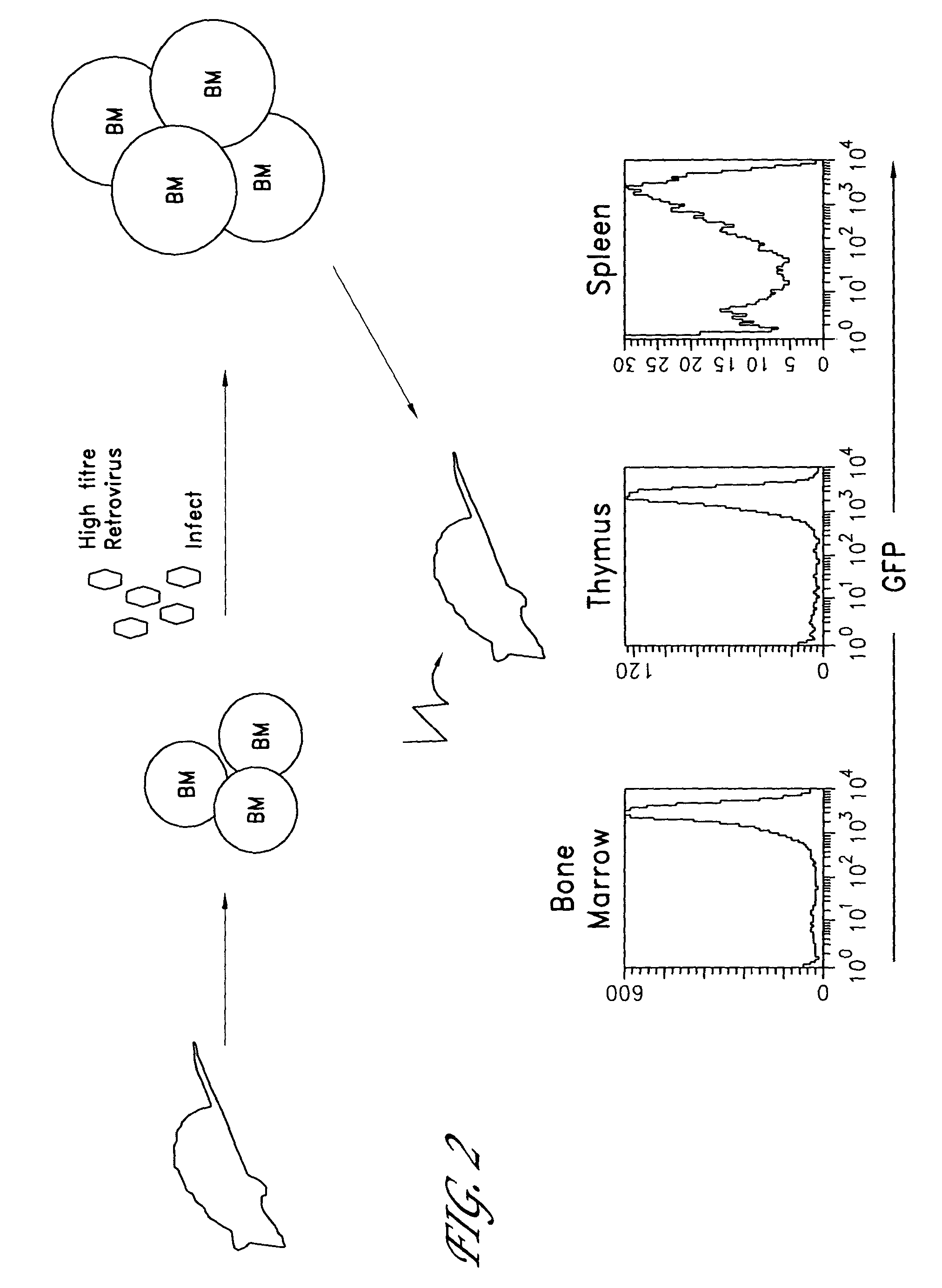 Method for the generation of antigen-specific lymphocytes