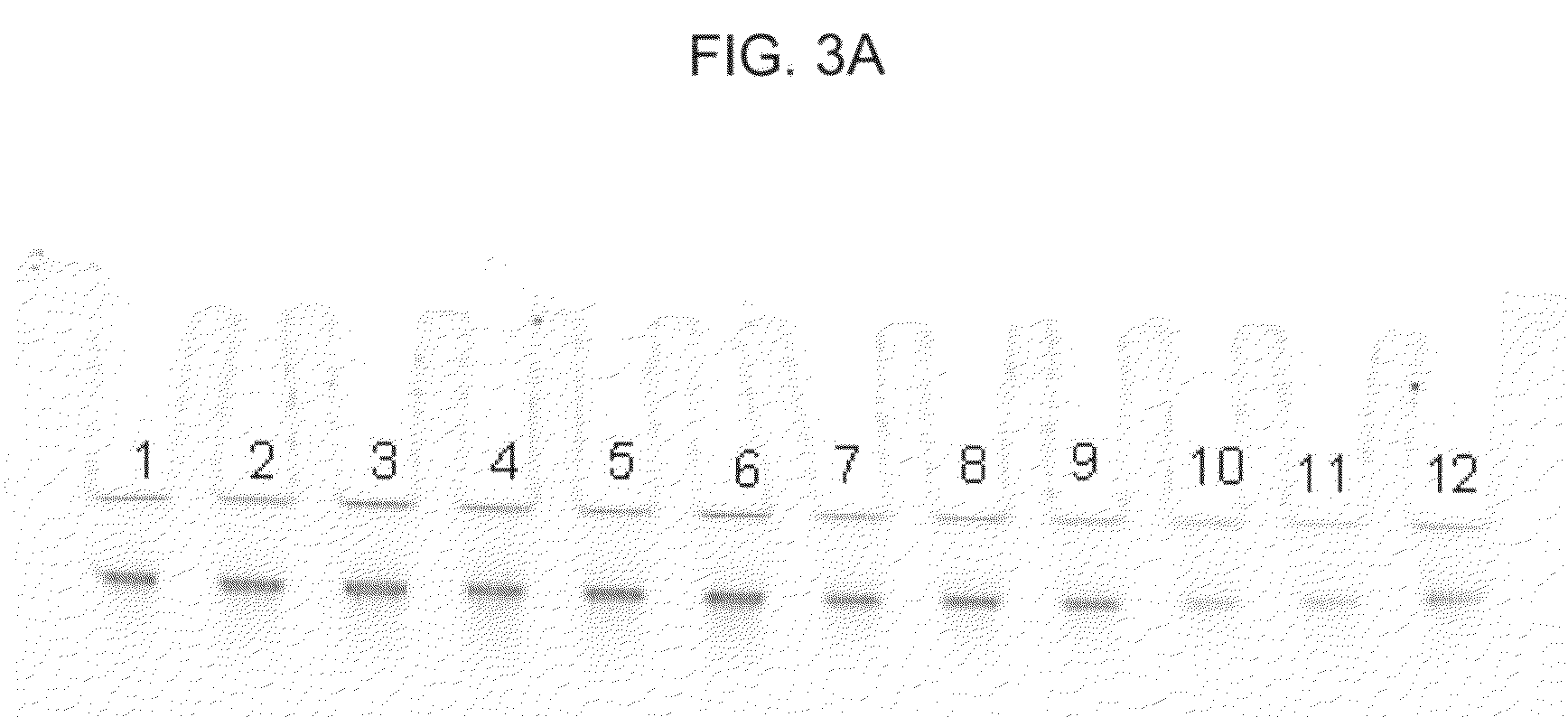 Methods of optimal purification of nucleic acids and kit for use in performing such methods