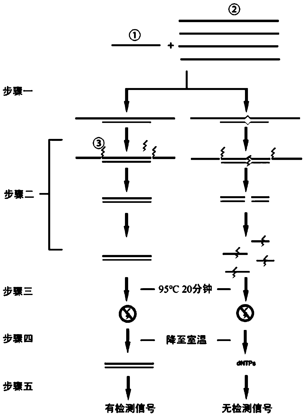 High-specificity nucleic acid detection reagent and using method thereof