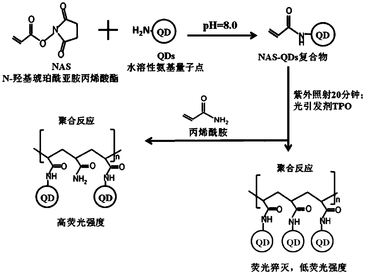 Method for detecting acrylamide in thermal processed foods by using fluorescence method based on quantum dots