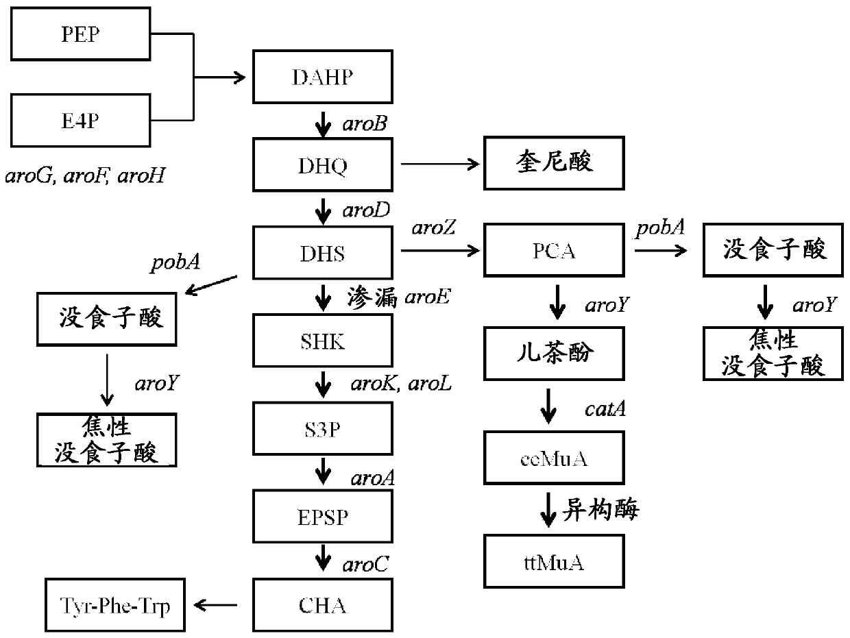 Production of muconic acid from genetically engineered microorganisms