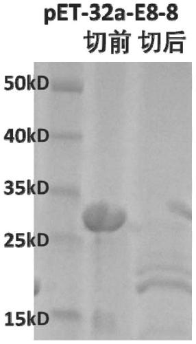 Peptides and their preparation and use