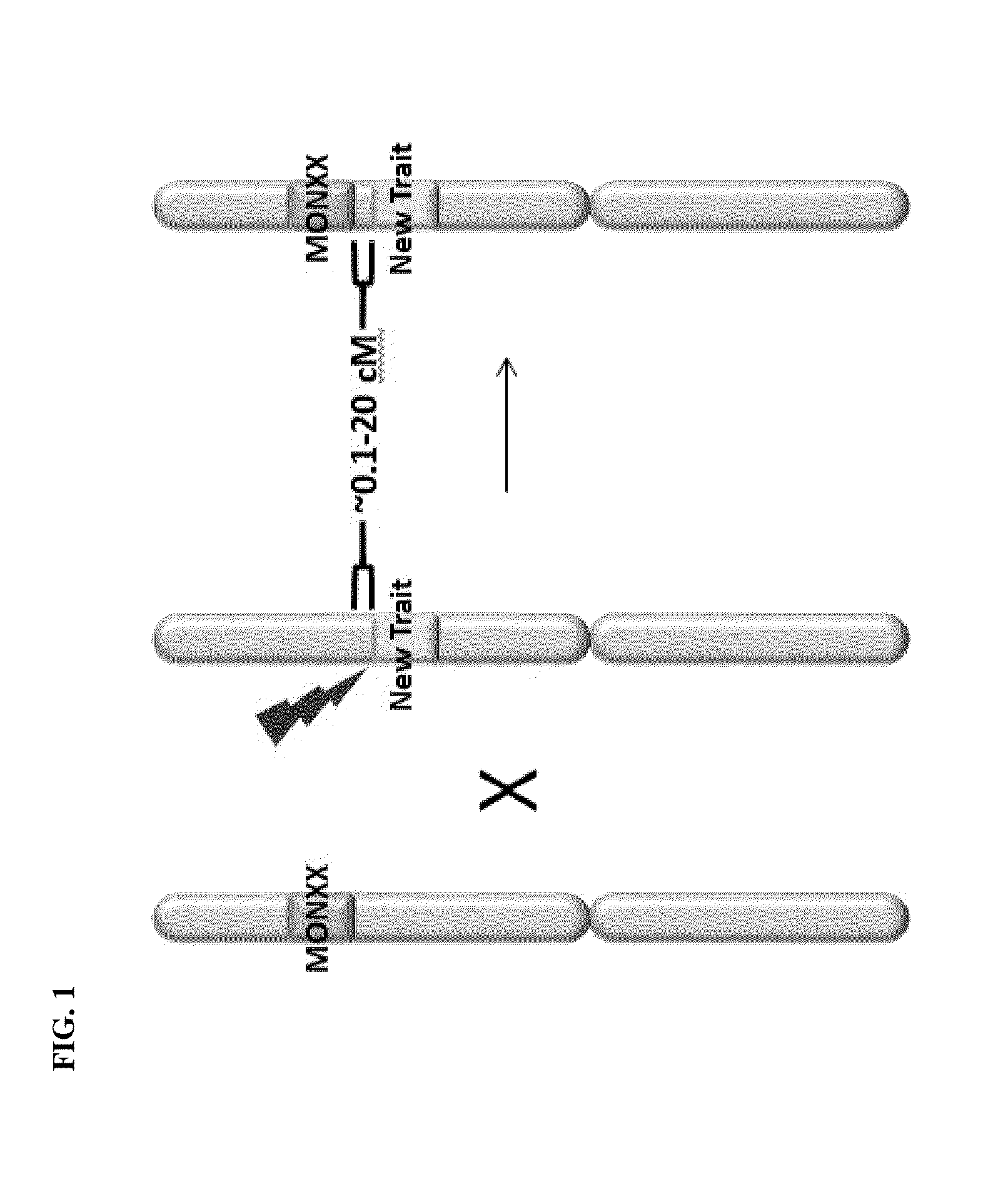 Creation and transmission of megaloci