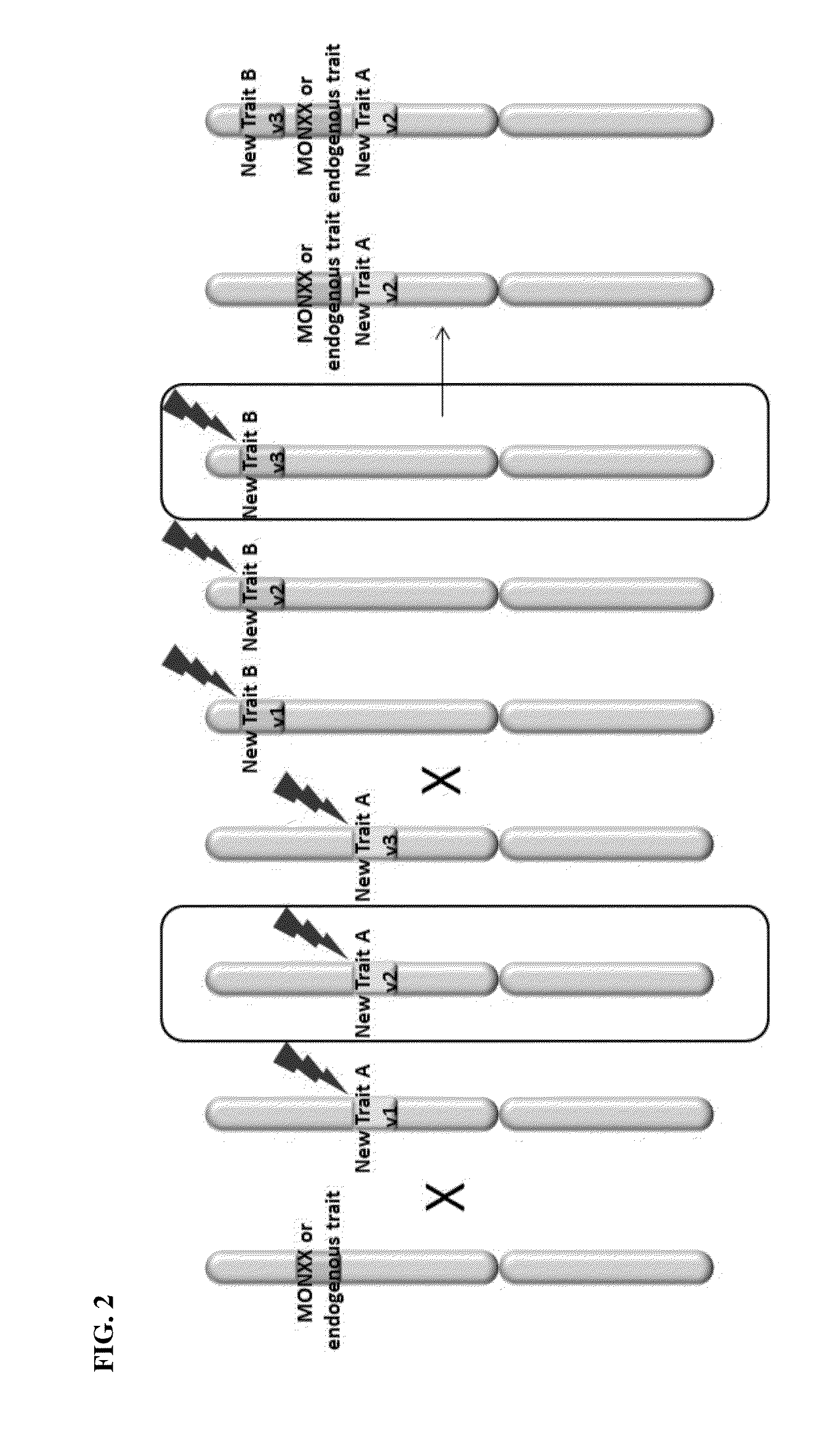 Creation and transmission of megaloci