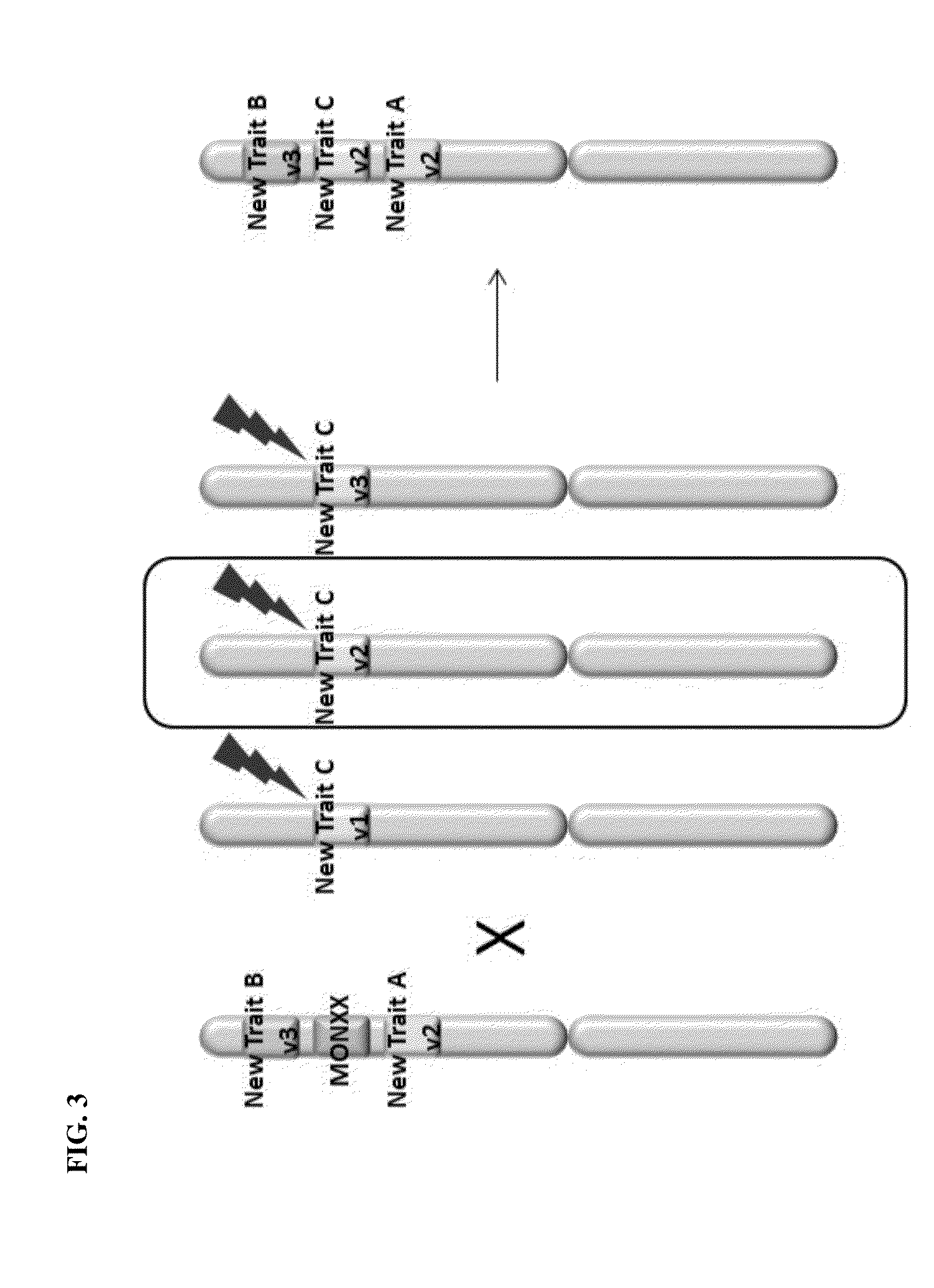 Creation and transmission of megaloci