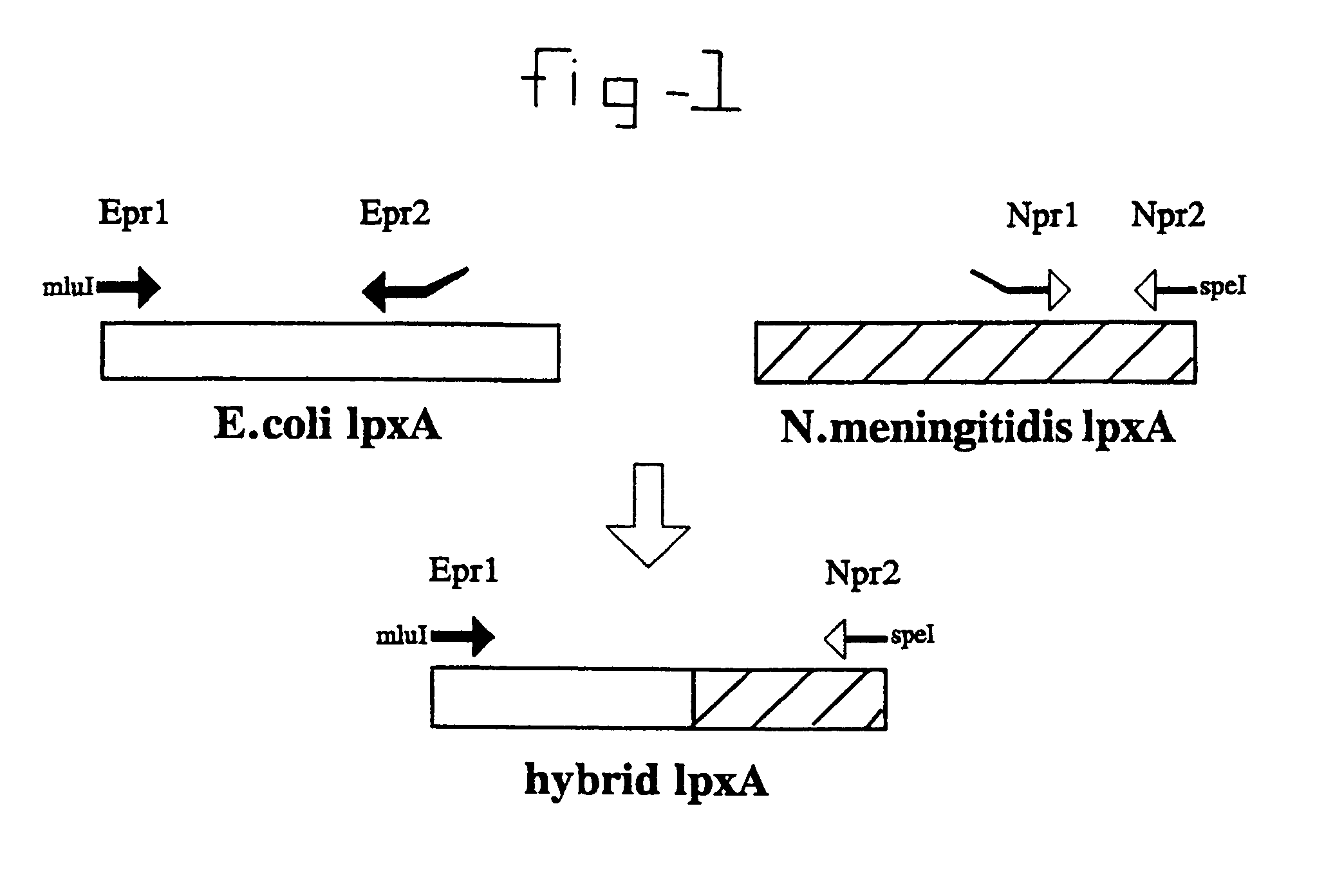 Mutants of gram negative mucosal bacteria and application thereof in vaccines