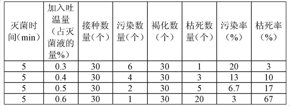 Method for rapidly breeding colored-leaf clove by utilizing tissue culture