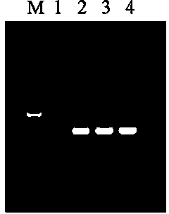 Kit for magnetic bead method for bacterial genome DNA extraction and extraction method thereof