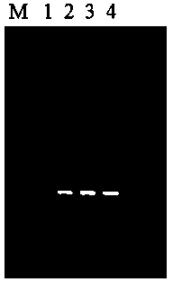 Kit for magnetic bead method for bacterial genome DNA extraction and extraction method thereof